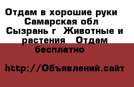 Отдам в хорошие руки - Самарская обл., Сызрань г. Животные и растения » Отдам бесплатно   